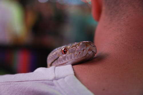 ТОП самых ядовитых змей в мире, фото и описание