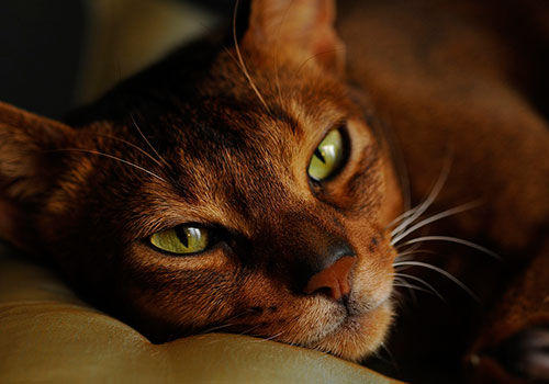 Чим хворіють абіссінські коти?