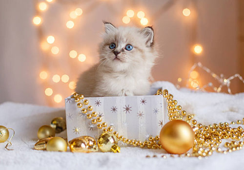 Подарок для кошки на Новый год