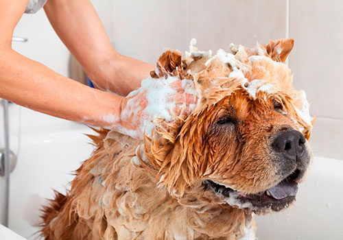 Процесс мытья собаки