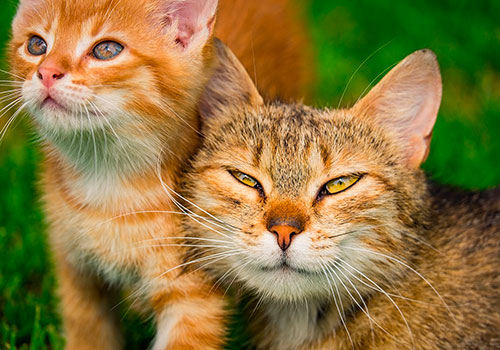 Вакцинация кошек от лейкоза