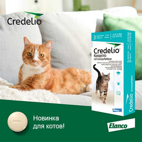 Новинка для защиты котов от паразитов - Кределио