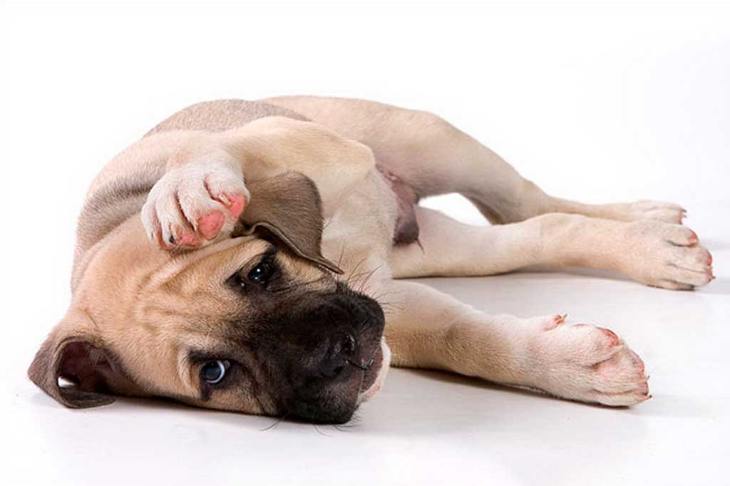 Кто такие собаки-аллергики: диагностика, причины и лечение