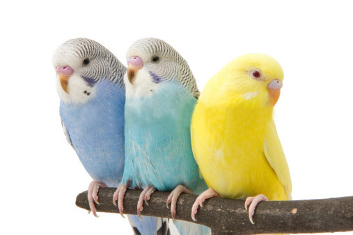 Какого пола выбрать волнистого попугая