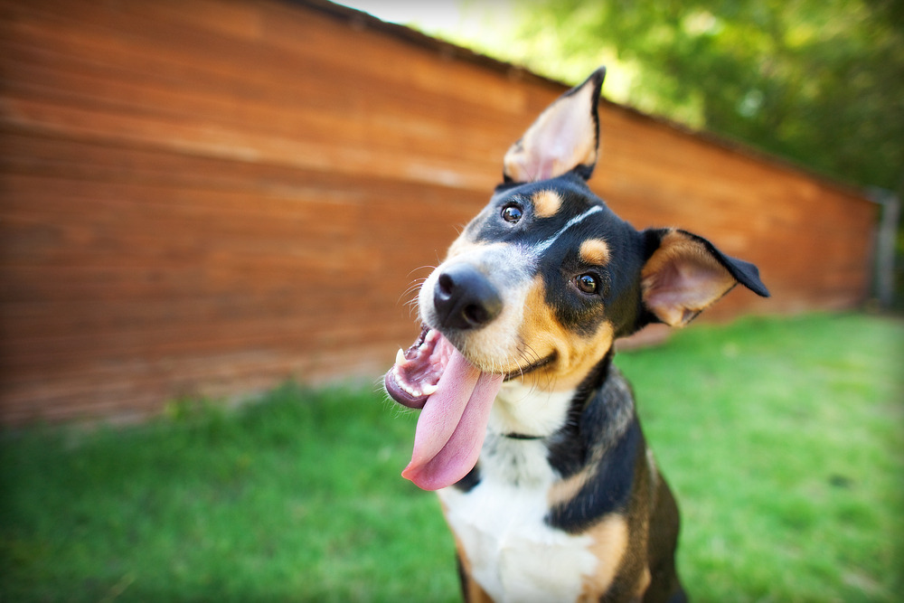 Как собаки выражают свои эмоции?