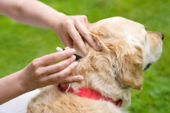 Клещи у собак: симптомы и лечение