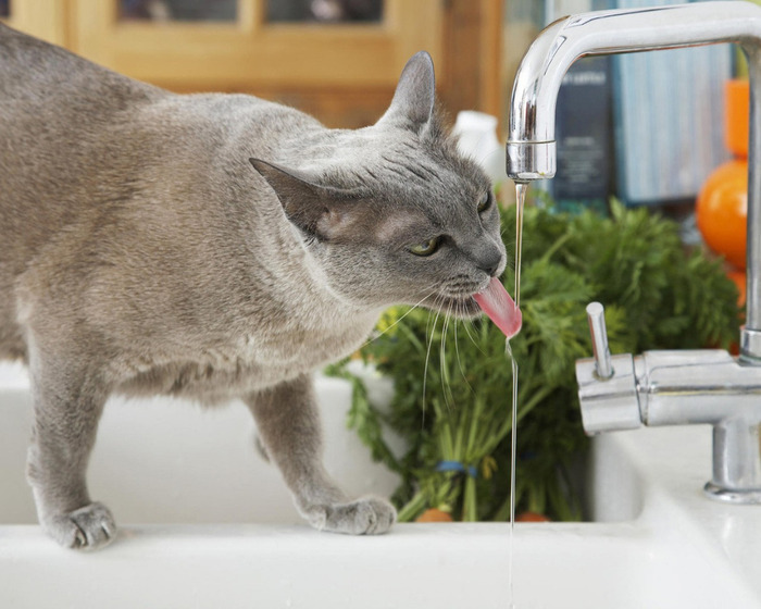 Почему вода так важна для кошек?