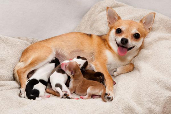 5 этапов беременности собаки