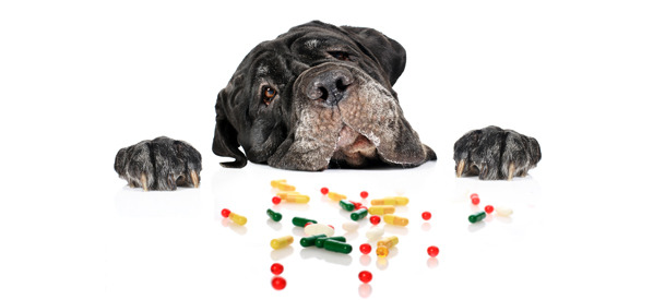 Авитаминоз у собак