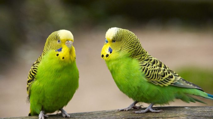 Правила и особенности дрессировки попугаев. Выбор метода дрессировка