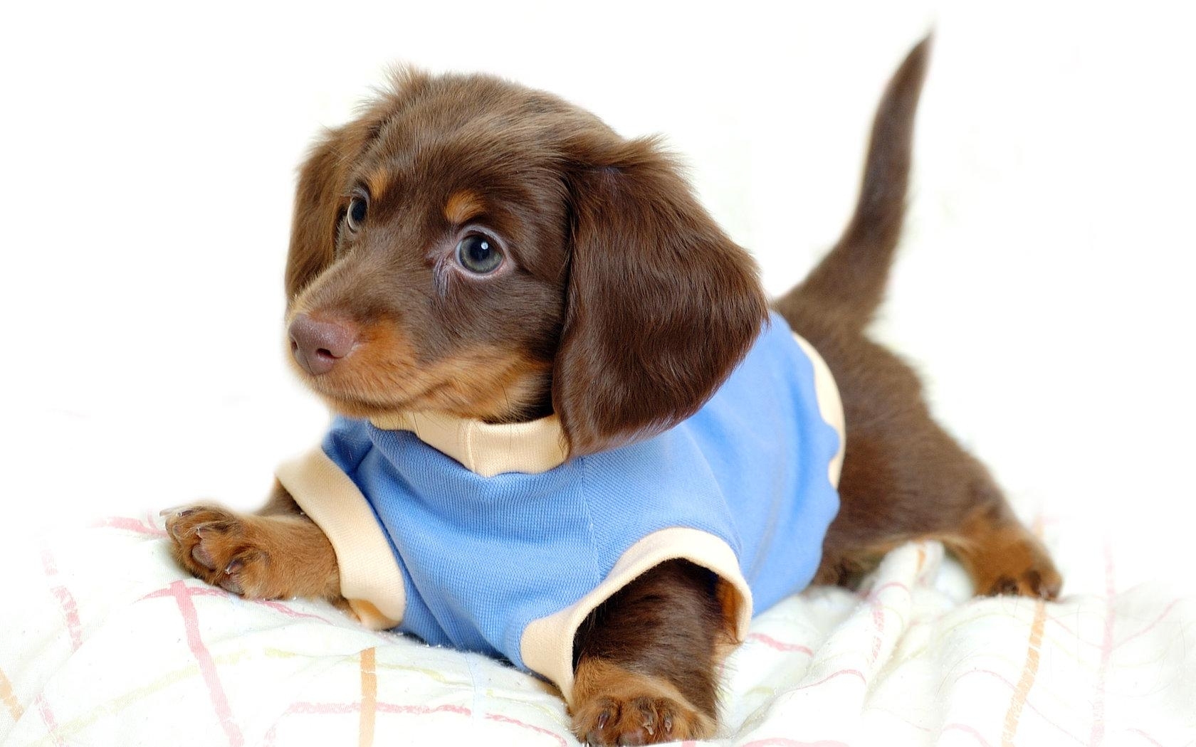 Список покупок для щенка: 8 необходимых предметов для вашего нового друга