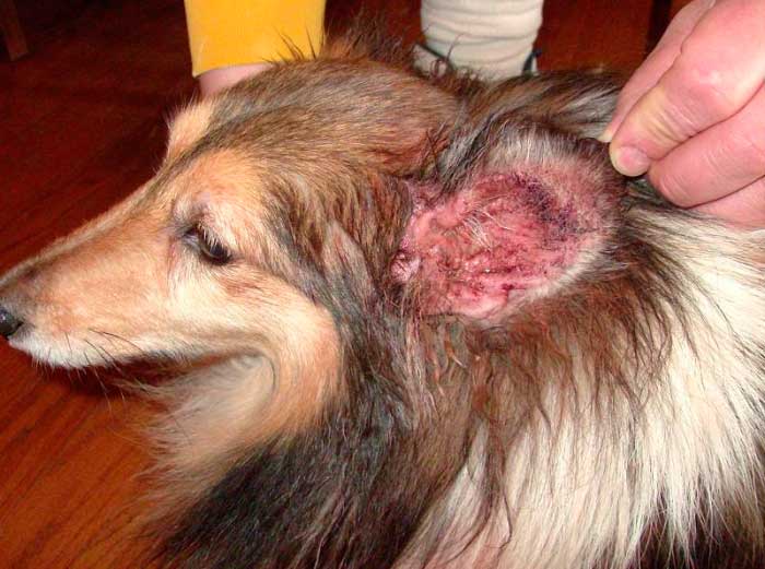 Ушной клещ у собак: симптомы, лечение и профилактика | Название сайта