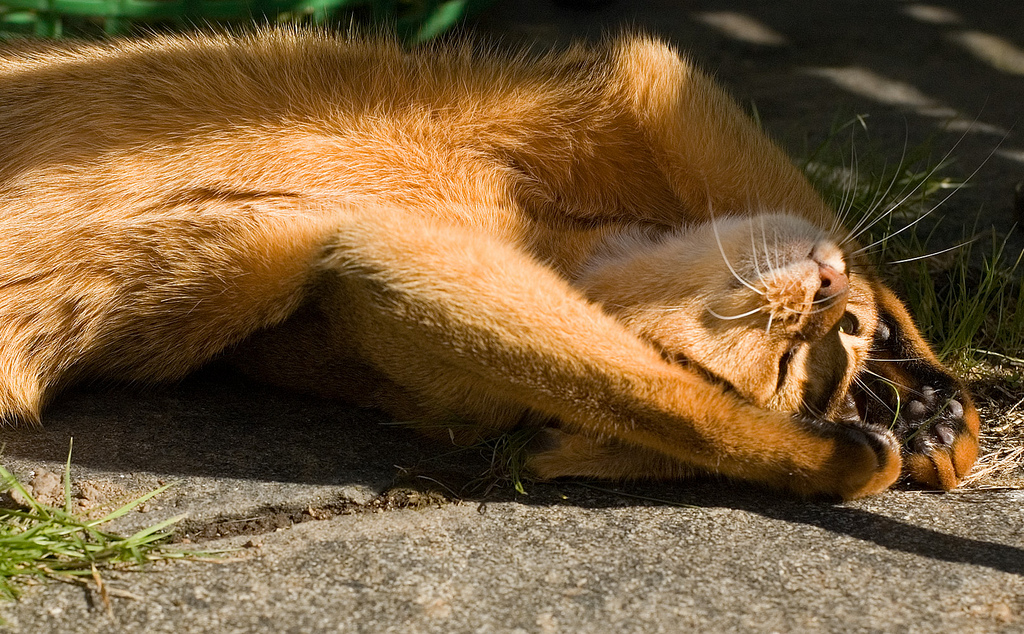 Спасение от жары: как помочь вашей кошке в летний зной