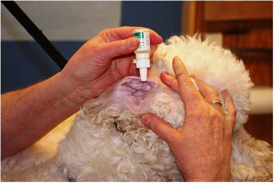 Як видалити сльозогінний клей із вуха собаки?
