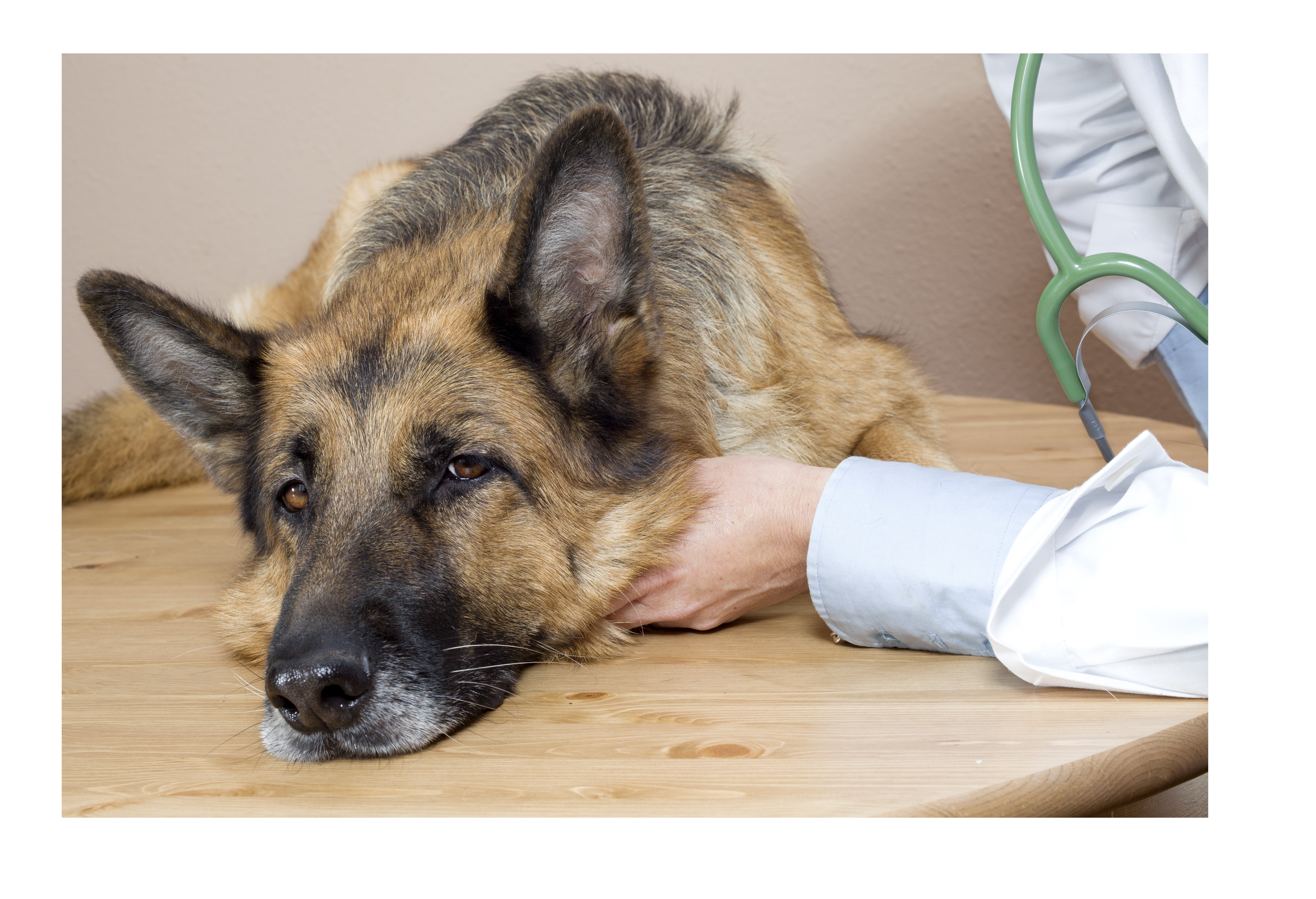 Демодекоз у собак - симптомы и лечение