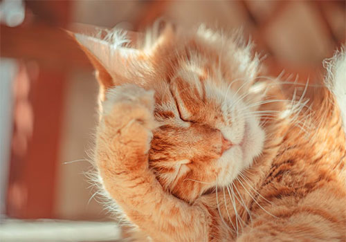 У кошки чешутся уши: что делать и чем лечить? | PERFECT FIT™