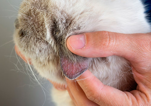 Кожные болезни у домашних животных - лечение кожных заболеваний