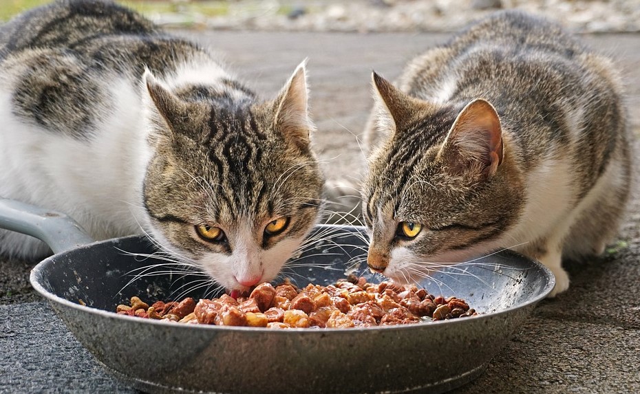 Можно ли есть собакам кошачий корм?