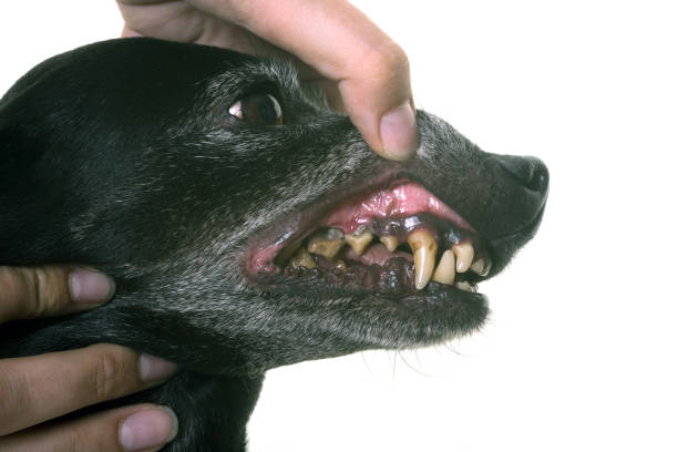 Чем опасен зубной камень для собак