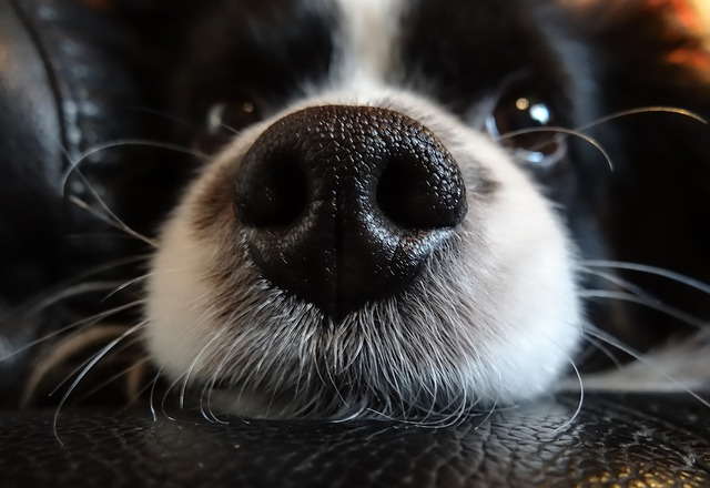 Струя воды попала в нос моей собаки. На снимке получилось словно образование галактики. | Пикабу