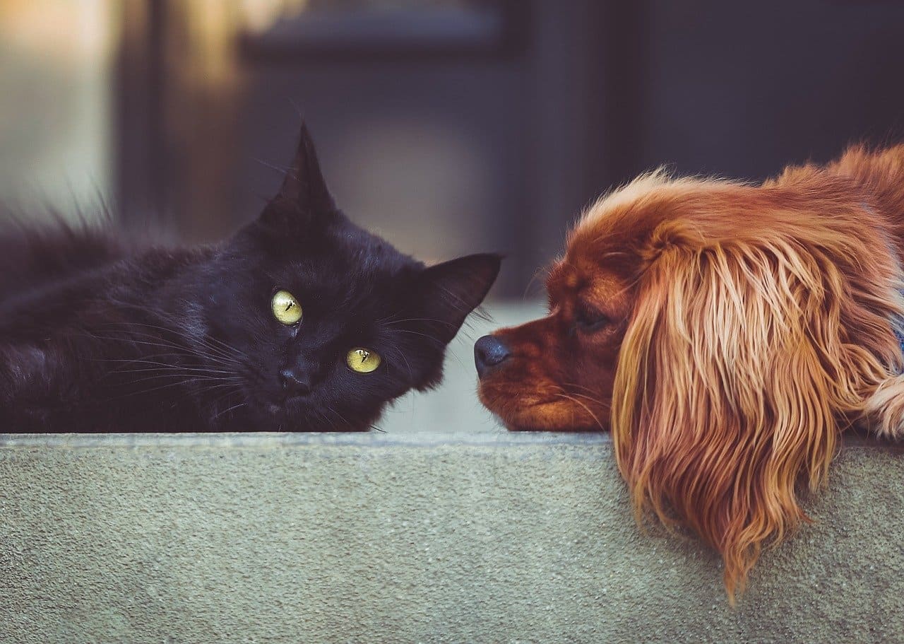 Как подружить кота и собаку
