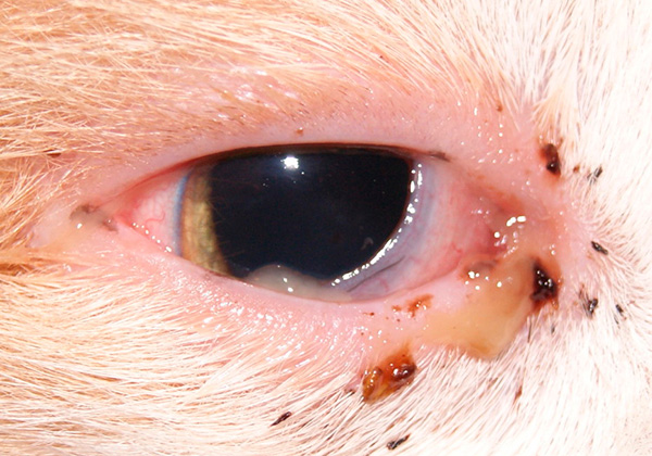 Чем лечить конъюнктивит у кошек | Лечение воспаления глаз кошачьих и глазные инфекции