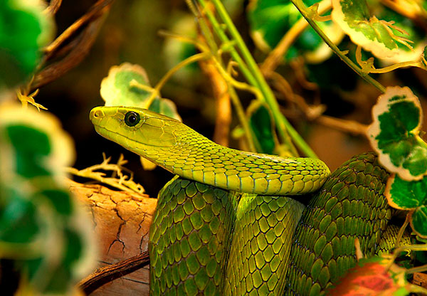 Декоративные змеи купить в интернет-магазине для аквариумистов «вороковский.рф»