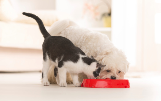 Альтернатива корму для собак: безпечні варіанти годування