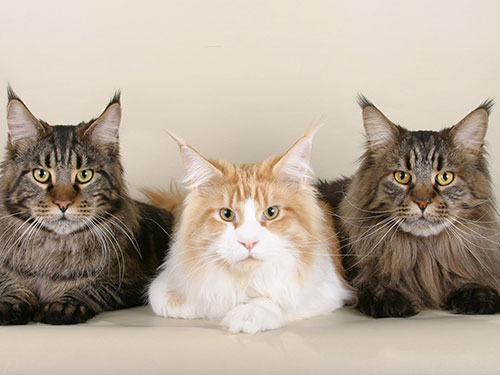 10 самых крупных и невероятно красивых пород кошек