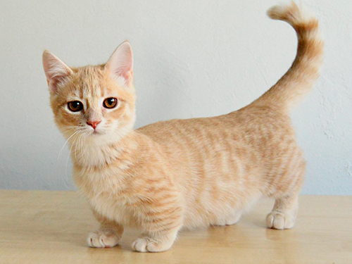 ТОП-10 пород самых миниатюрных домашних кошек