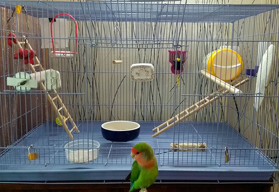 Разновидности кормов для попугаев неразлучников