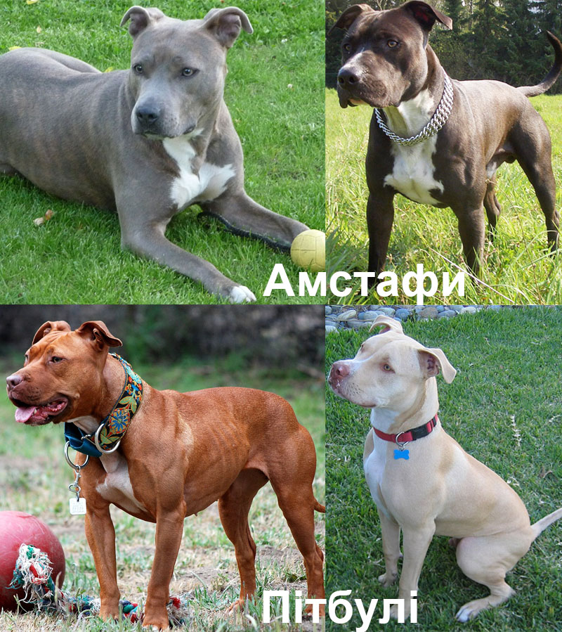 Законодавство України щодо заборонених порід собак