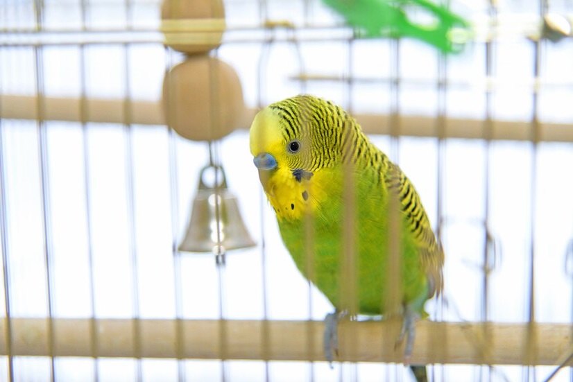 Профилактика и лечение слоения и трещин клюва у попугая