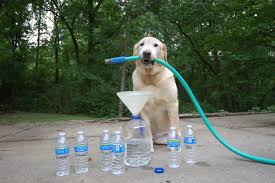 Если собака перестала пить воду